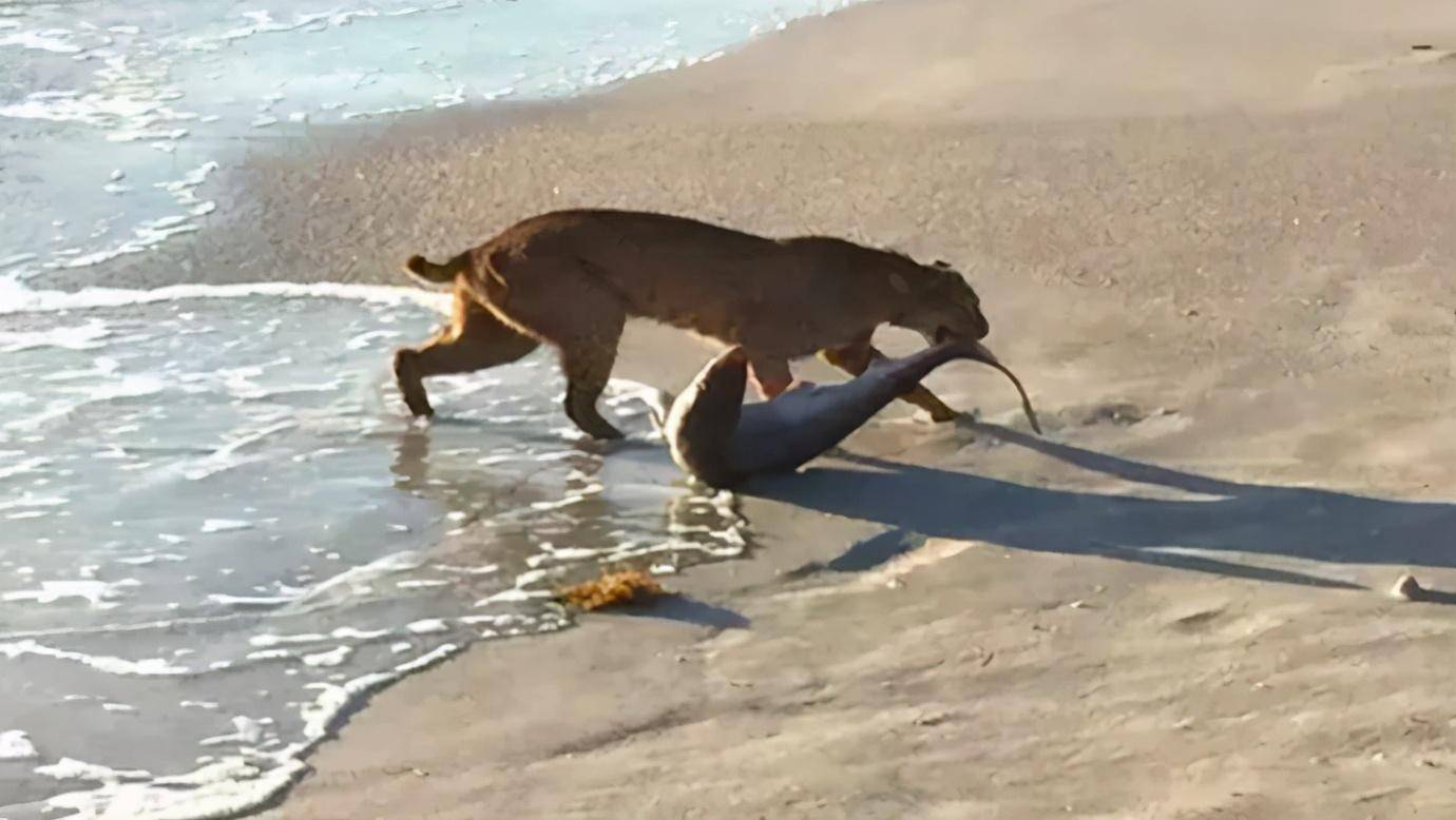 无虎豹下已成王,敢主动猎杀狼的猞猁,在森林里究竟有多恐怖?