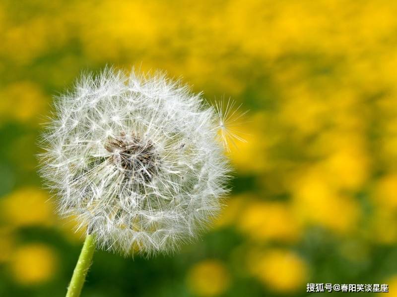 到底要怎么去理解幸福 d8e3a3b522244b9fb2bbe2e17f811a99.jpeg
