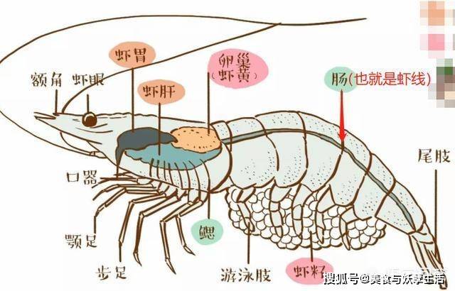 吃虾没有去除"虾线",对身体有危害吗?如何快捷的去除虾线?