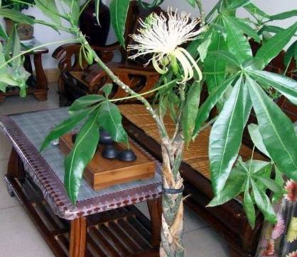 盆栽植物怎样过冬更好 a3b2f4b7b57648fb9b82c9bd38611c9b.jpeg