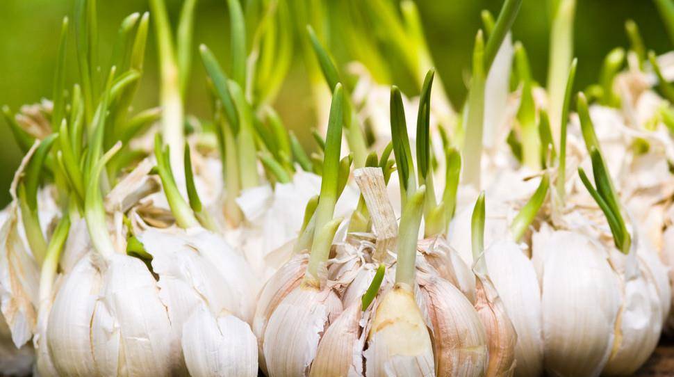 蒜头怎么保存不会干瘪 ba94fab9c47e409aa81ada01e64ab499.jpeg