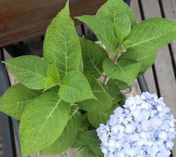 富贵籽开花视频 26f195d184234b8c95e33d334702f5b2.jpeg
