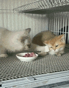 95e614cf49934bf9af5ec1aebcd74d38.gif