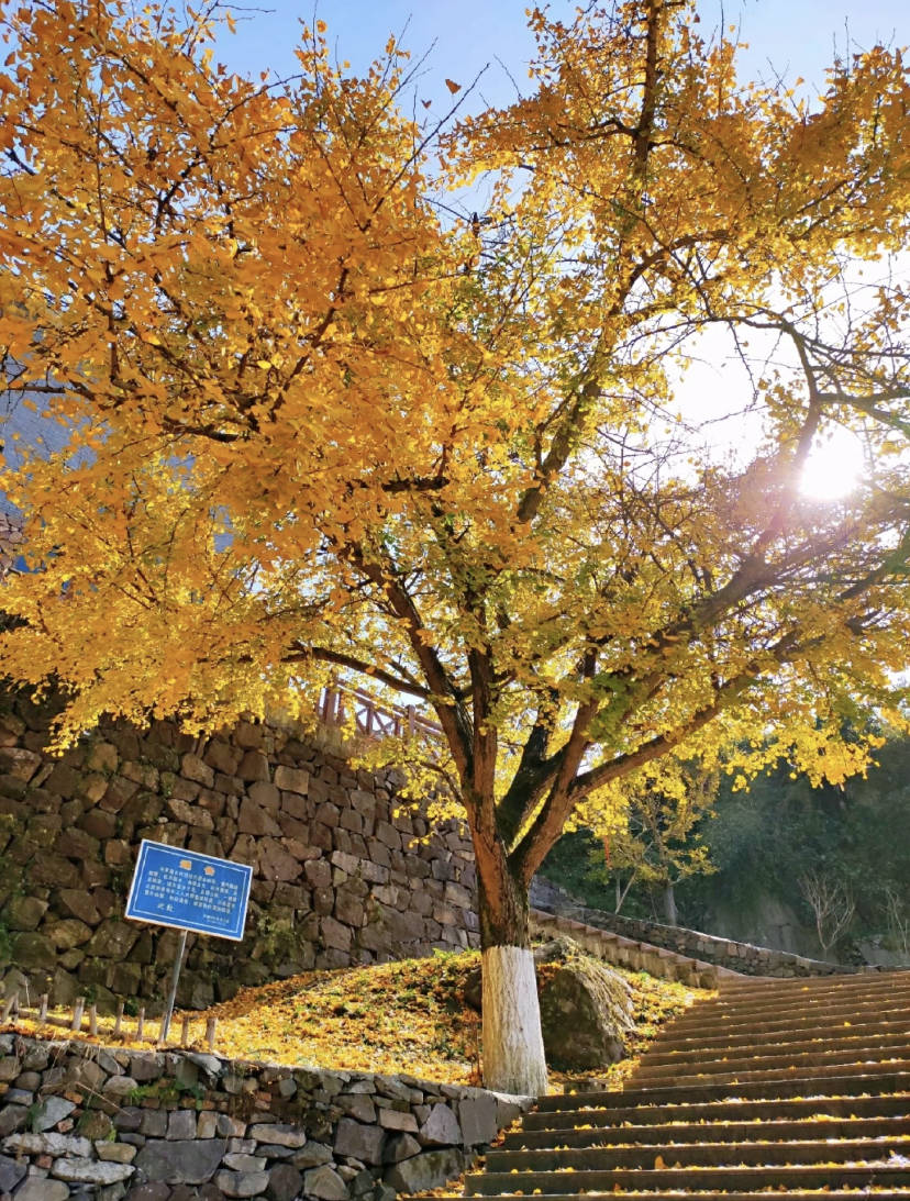 浙江深山这一古村，摇身一变最美古树公园，秋色染黄古树枝头_四明山