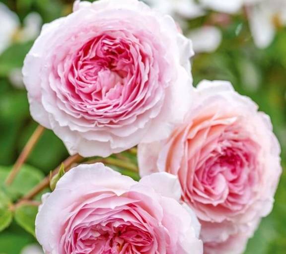 月季怎么浇水才能开花 4a60f757f4ad4c6bb393eaa1a3b922f3.jpeg