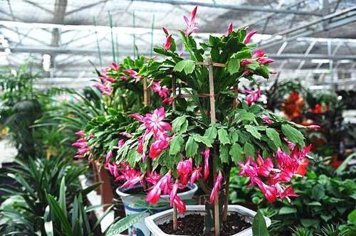 怎么养花才能爆根 4dee1f2ebbc94c3481d694d76290b7e9.jpeg