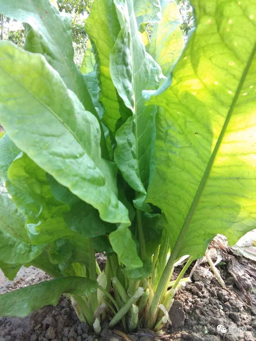 食叶草强壮中国人