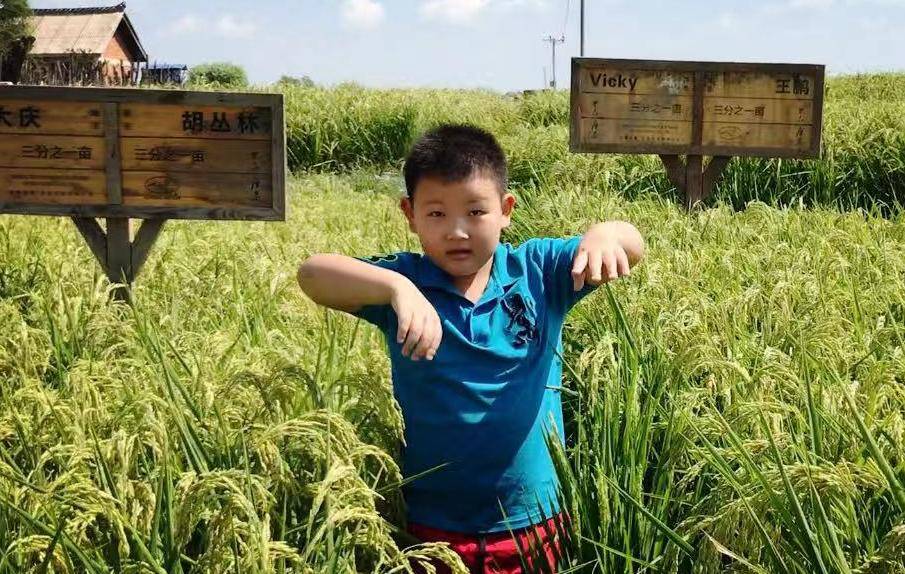 小米是什么时候收割 a661943fcb284842ba9014c1b1b9f9c4.jpeg