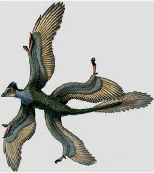 长有两对翅膀的恐龙在家族中绝对是异类, 最小的恐龙之一