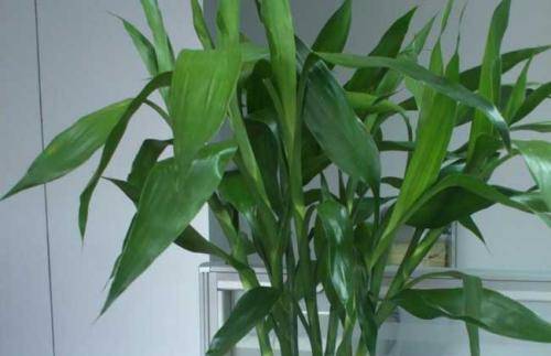 富贵竹怎么养才不会烂根 7faa43c21a3046258385263573bdbd85.jpeg