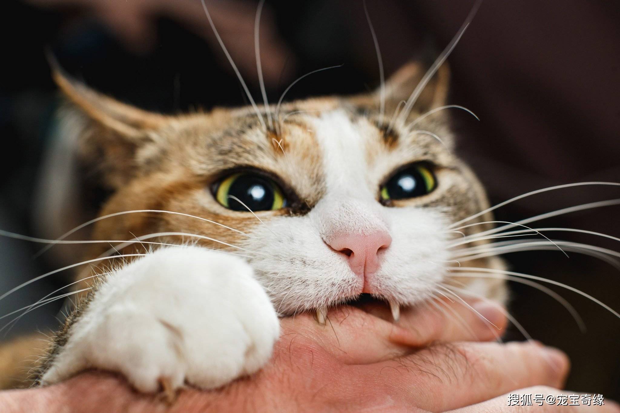 终于明白了:为什么猫咪会咬人?_手机搜狐网