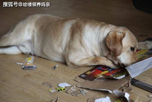 狗为啥吃那么快 2ebf6cbd82474078a304514ff96c85f1.jpeg