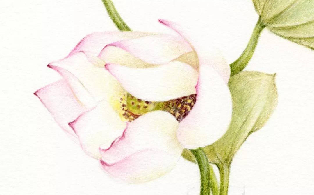 彩铅花卉手绘图片 简单步骤|花卉彩铅画入门教程步骤图(附彩铅全套