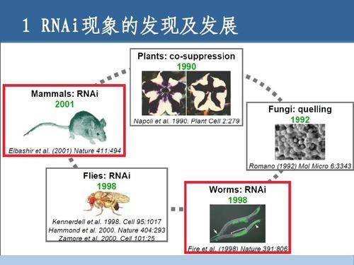 应用|乙肝新药开发应用，基于抑制cccDNA形成，RNAi理论基础