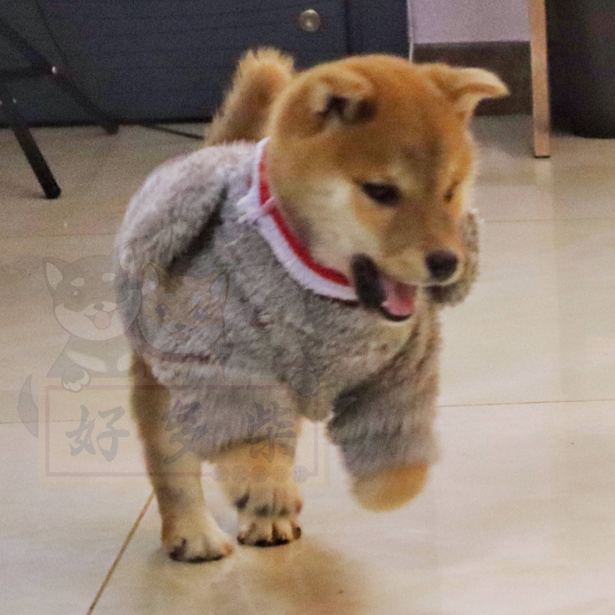 怎么挑选小狗柴犬 dc39f44b874a40f68c79175eabf28ba3.jpeg