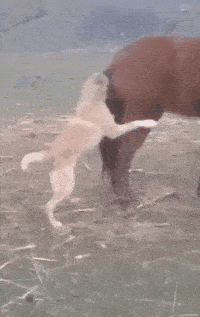 搞笑gif趣图:姑娘,你不能扔下我不管啊!我不会游泳!