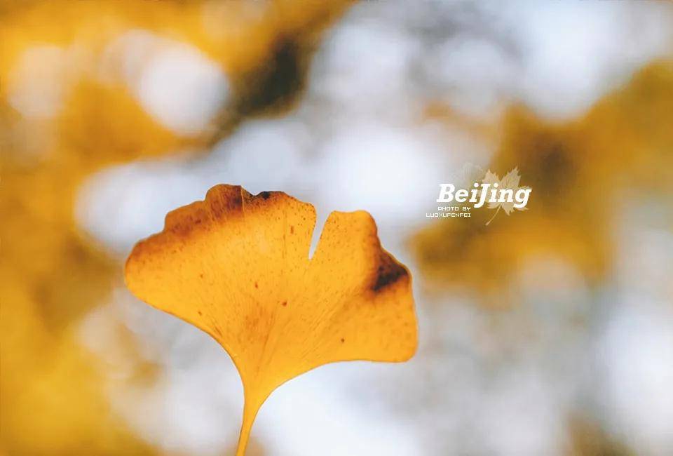 在满树的金叶子中，感受北京秋天的绚烂～走进宝藏景点圆明园！