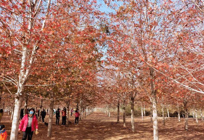 青岛藏着千亩红枫林，0元赏秋好去处，你不可错过这抹秋色