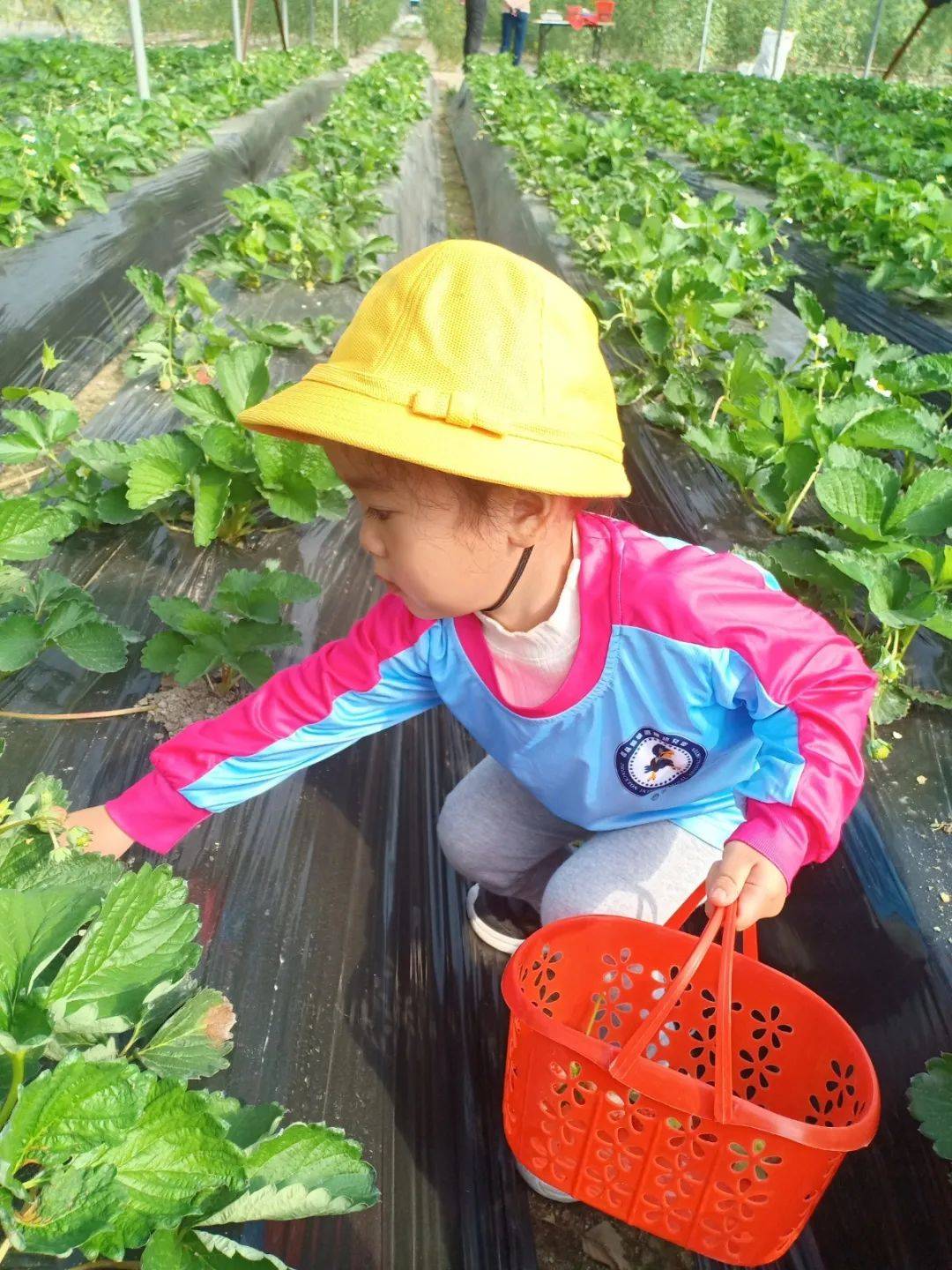 普林斯顿森林国际幼儿园草莓采摘_北京 普林斯顿国际幼儿园_自然教育课程采摘活动