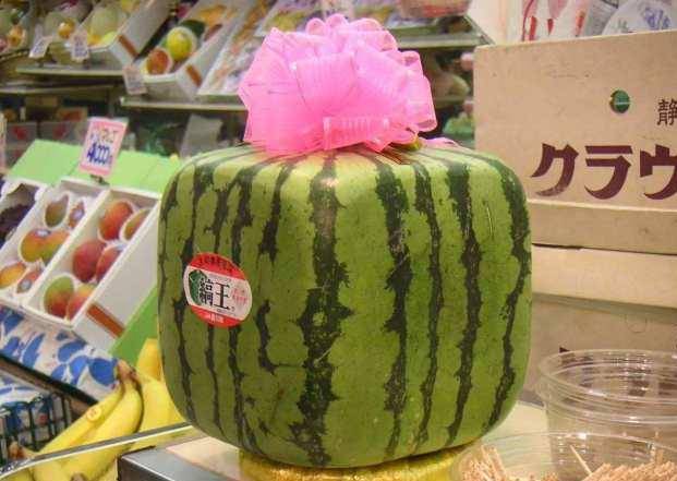 西瓜怎么种的视频 0f553e1d007b43e6ab1fcb0c44facccd.jpeg