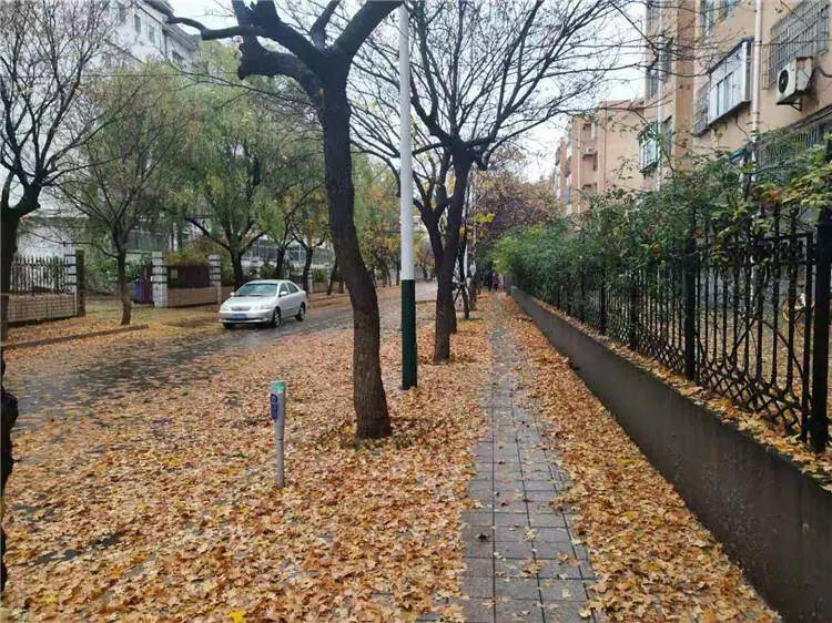 潍坊发今冬首个寒潮预警!最低0℃…朋友圈被落叶美图刷屏