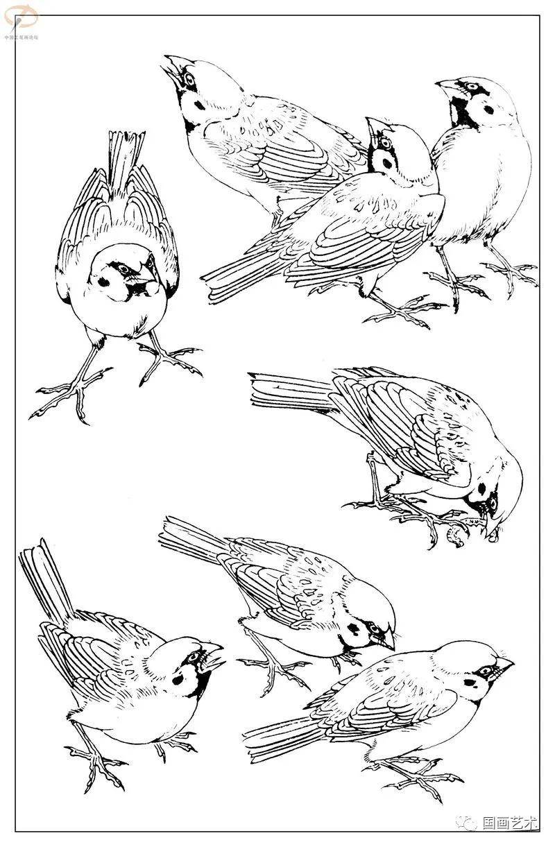 如何画白描禽鸟?先从麻雀学起,学会了麻雀画法,触类旁通