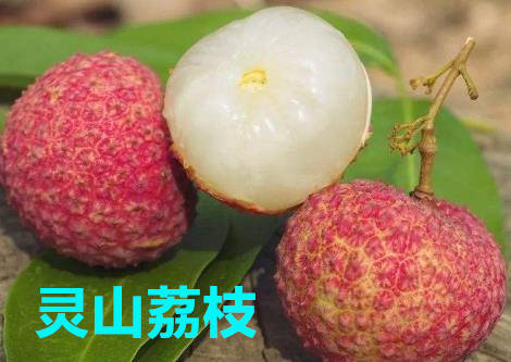 广西荔枝图鉴:灵山荔枝,钦北荔枝,麻垌荔枝.个个味美果甜