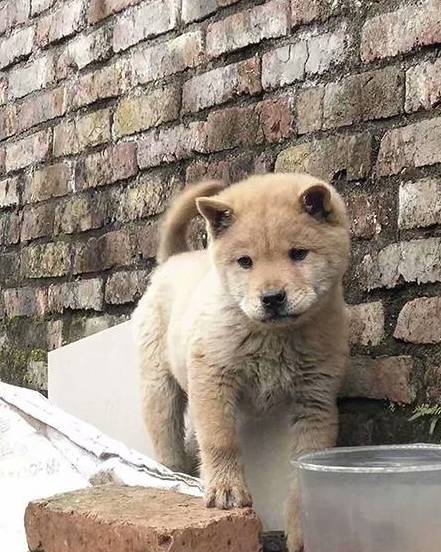 宠物狗颜值高?来跟中华田园犬比一比,颜值不输柴犬