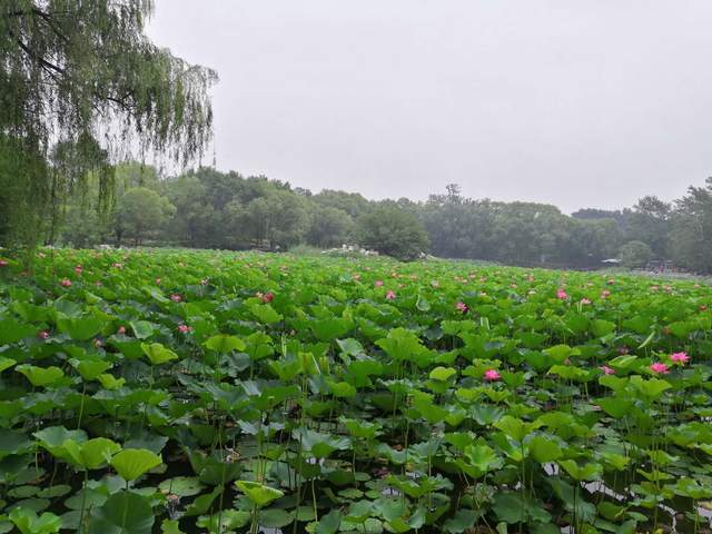 学科评估2020年大学_面对新一轮学科评估大学纷纷进行“战略调整”