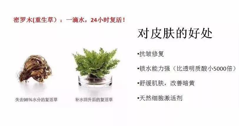 密罗木的功效与作用