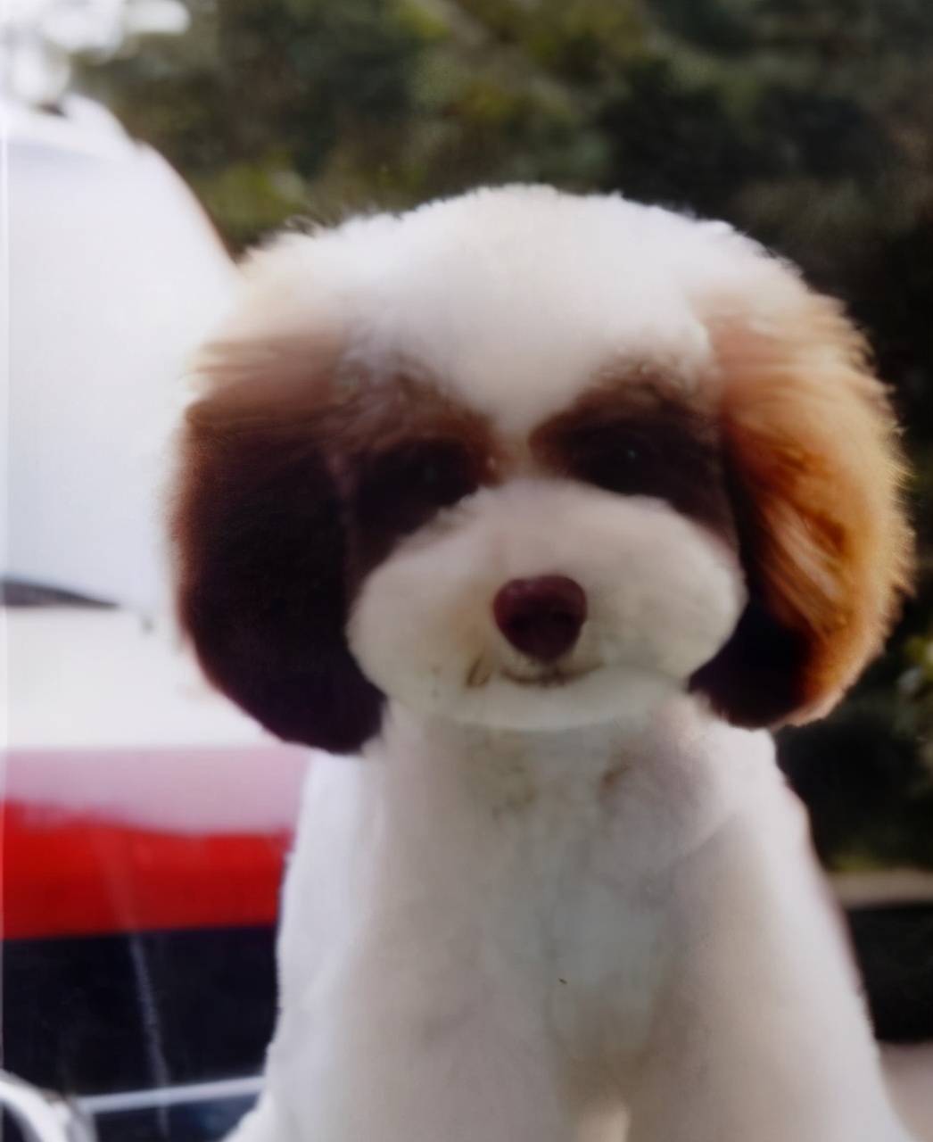 为什么花色泰迪犬那么少人养?原来隐藏了这些真相