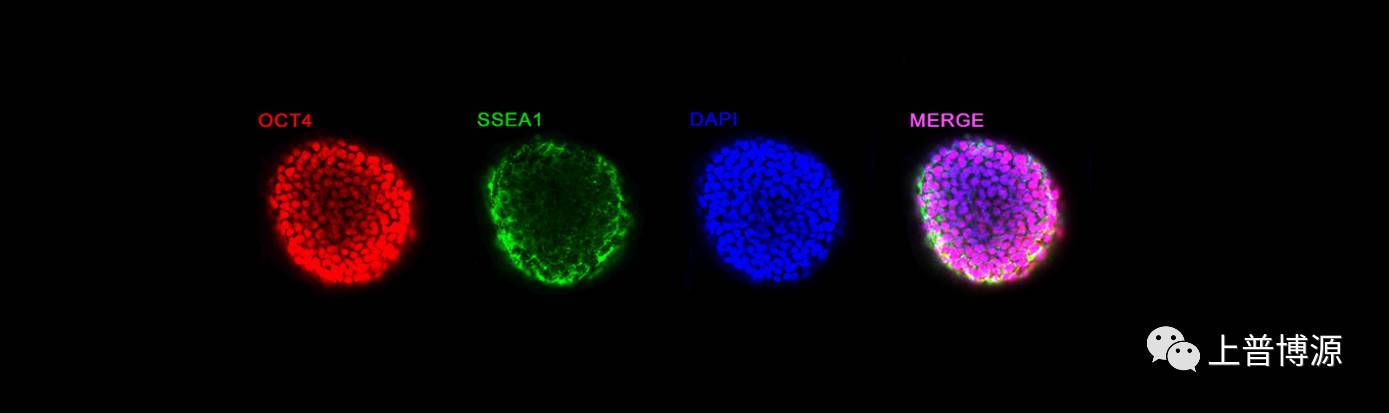 生物3D打印技术的概述