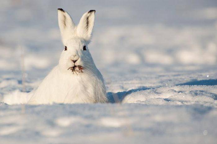 冬季的北极兔那么夏天又会怎样呢?