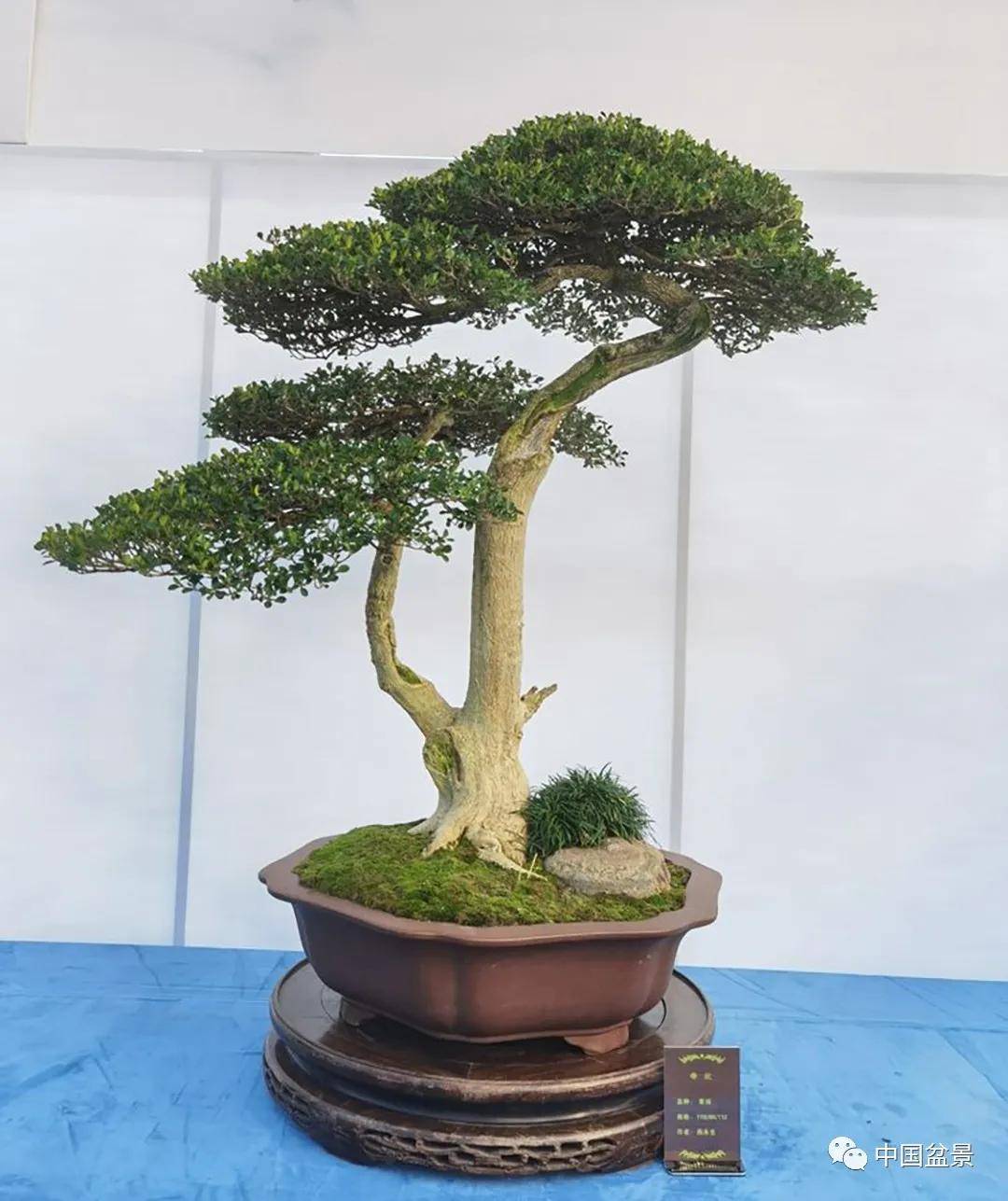 2020年第二届江苏盆景精品展部分作品欣赏