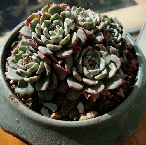 多肉怎么施肥在几月份 069281e184a347b7857bb0c44b5363a0.jpeg