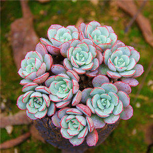 多肉怎样养护才能爆盆 1c48b4e11b414290b304ca0d40cf55ab.jpeg