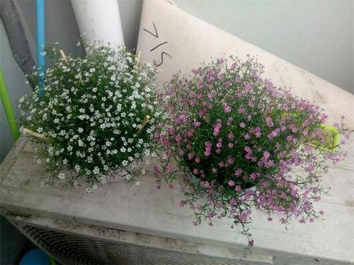 阳台种什么植物好看又养活 93b3d344c9dd4a329c3e2d44a8e9e554.jpeg