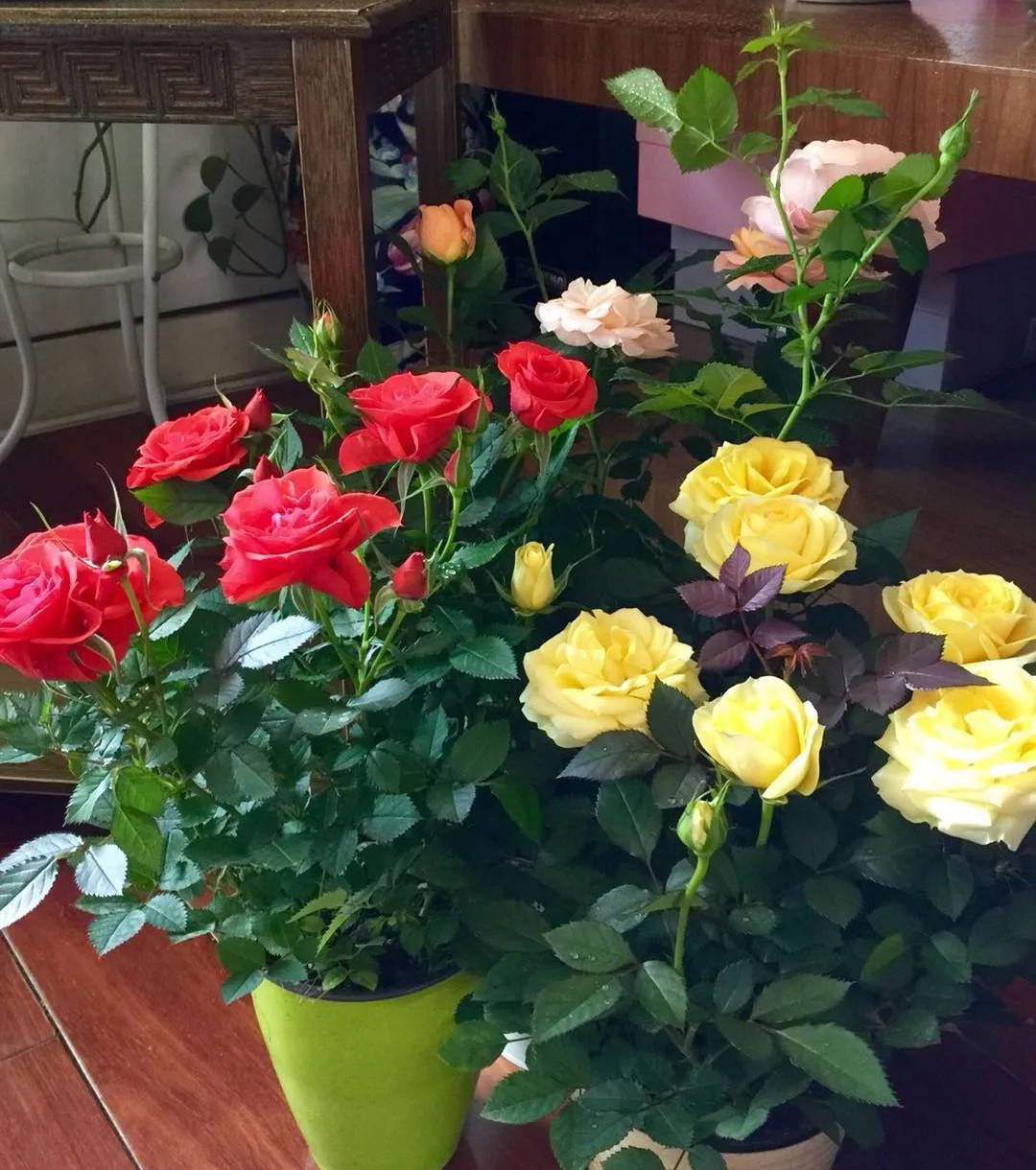 玫瑰花怎么养才能爆花 08d33250cfd14006ac69b07245860760.jpeg