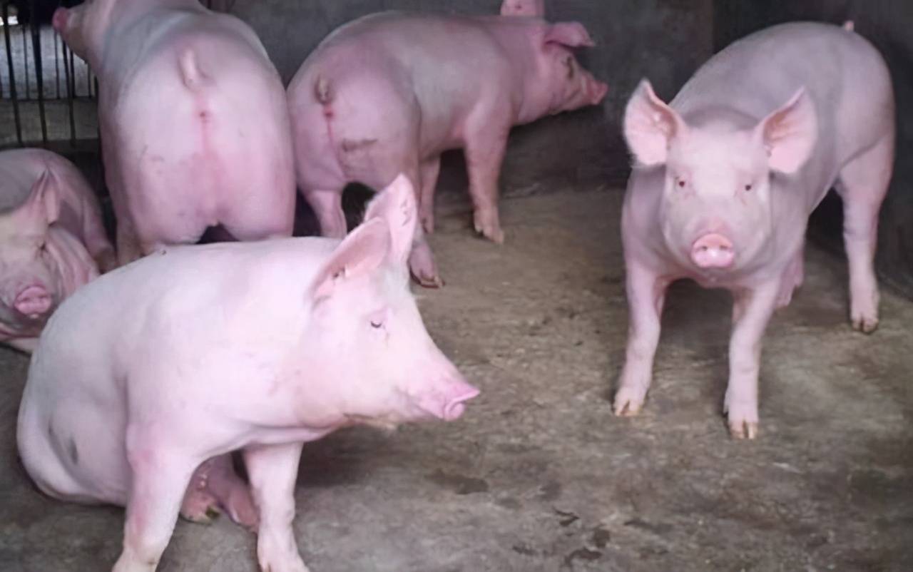 肠道微生物菌群调节对猪的益处_影响