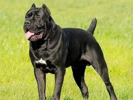 犬界中,4种黑色猛犬,被江湖人称为"犬中四煞"