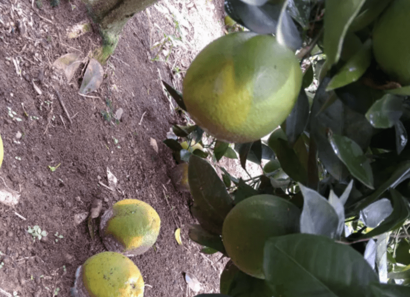 柑橘进入转色期,出现了柑橘疫病,果农喷什么杀菌剂和叶面肥呢?