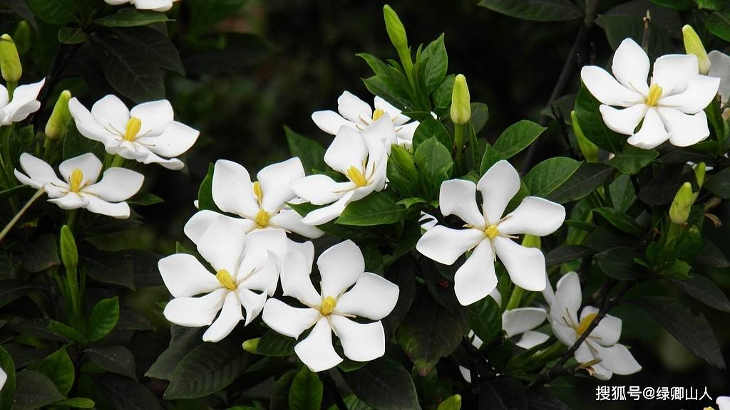 野生的栀子花,花期是五月到七月,单瓣的洁白的小花,特别好看.