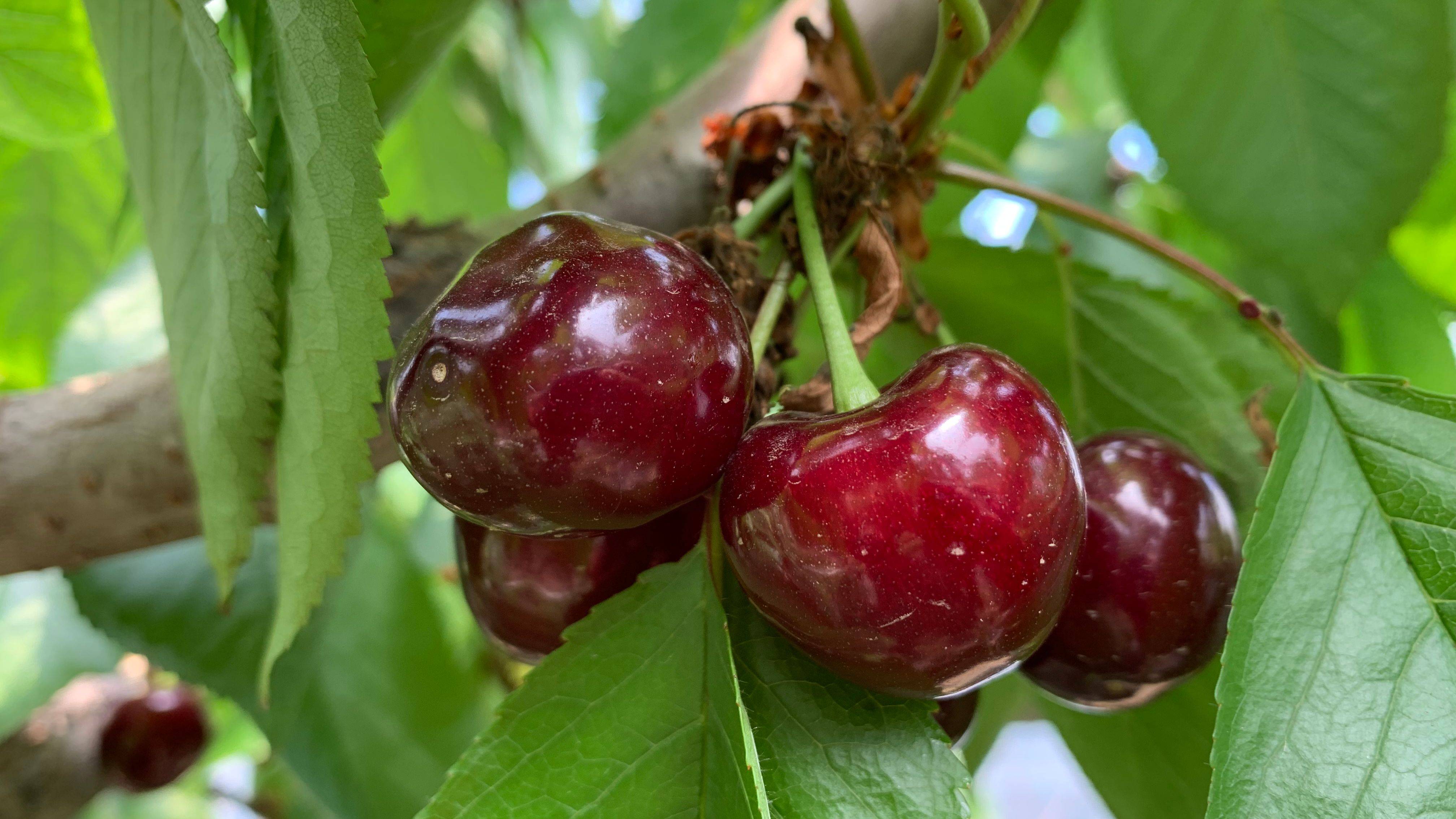 就是气气吃樱桃 13d98dcf8e6e4696911cb66c08dfe22a.jpeg