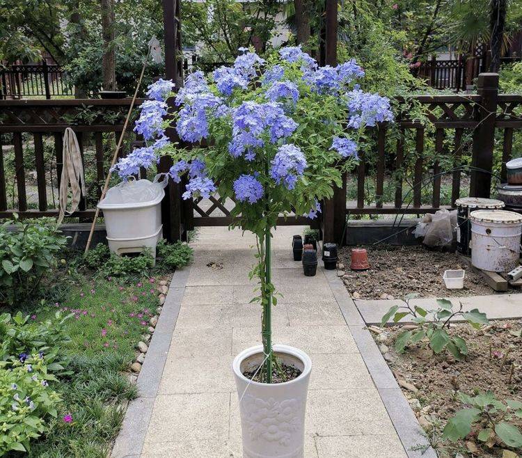 夏季会不断地开出蓝色的花朵,把蓝雪花养成棒棒糖造型会更加好看