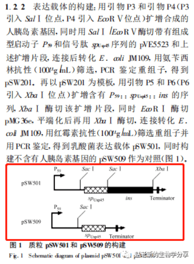 J系基因人口_传承红色基因手抄报