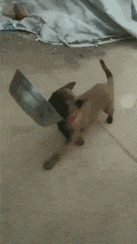 搞笑gif段子:开挂的民族,开挂的人生!