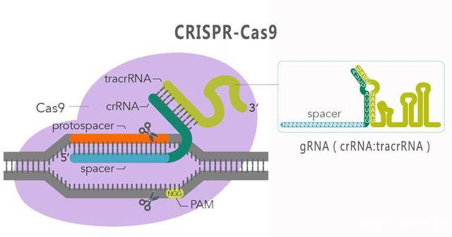 idtaltrcrisprcas9基因编辑系统