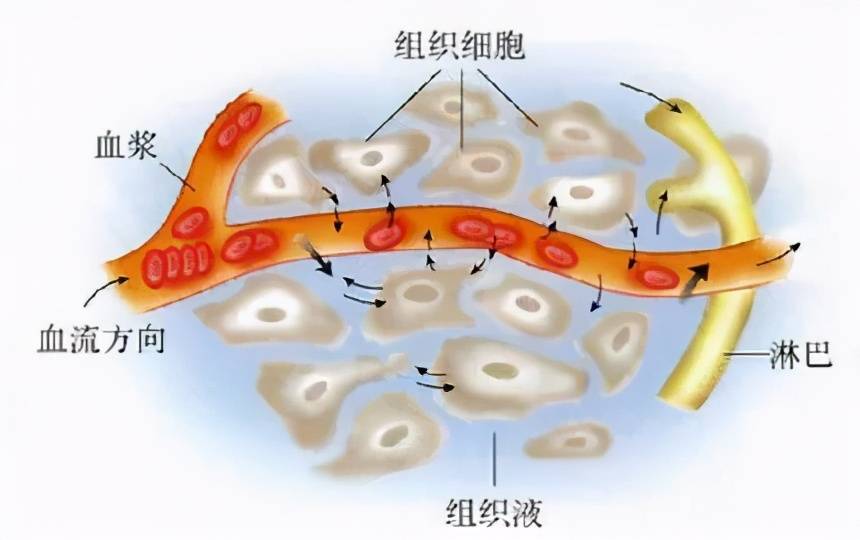 别人止血靠血小板,你靠组织液?_手机搜狐网