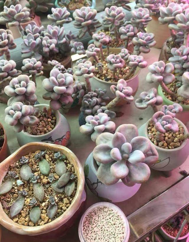 多肉生虫用什么药 35fa6f6ad60740c79c9dd75e300756f1.jpeg
