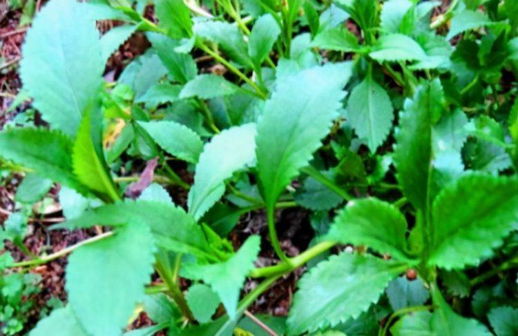 冬天怎么养肝护肝最好方法 9f1027016369404db741cfa5bd60640f.jpeg